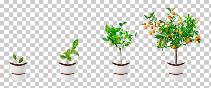 Plant Computer Software Information Tree PNG, Clipart, Computer Software, Flower, Flowerpot, Grass, Grass Family Free PNG Download