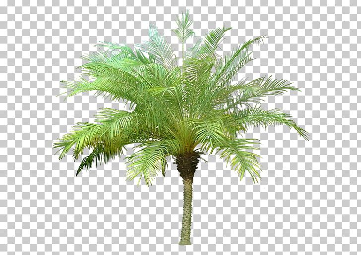 Arecaceae Tree Canary Island Date Palm PNG, Clipart, Architectural Rendering, Arecaceae, Arecales, Areca Palm, Attalea Speciosa Free PNG Download