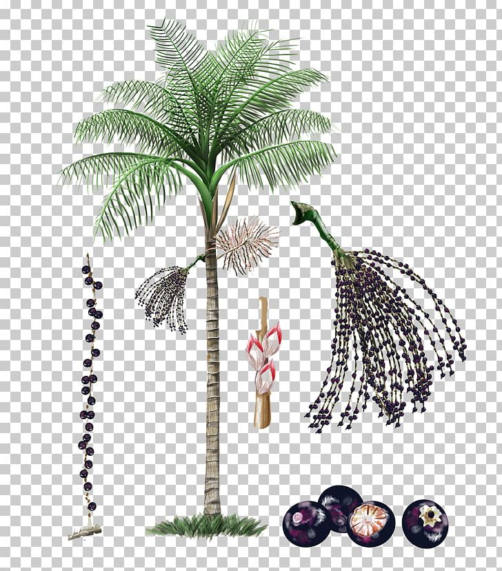 Axe7axed Palm Amazon Rainforest Plant Fruit Tree PNG, Clipart, Amazon Rainforest, Arecaceae, Arecales, Auglis, Axe7axed Palm Free PNG Download