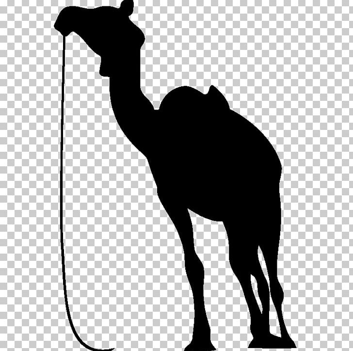 Dromedary Wall Decal Sticker PNG, Clipart, Animal, Arabian Camel, Art, Black And White, Camel Free PNG Download