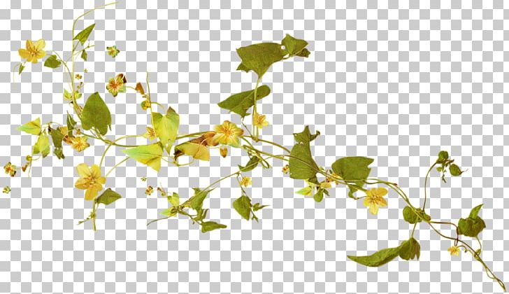 Herbaceous Plant Vine Yellow PNG, Clipart, Blossom, Blue, Branch, Color, Flor Free PNG Download