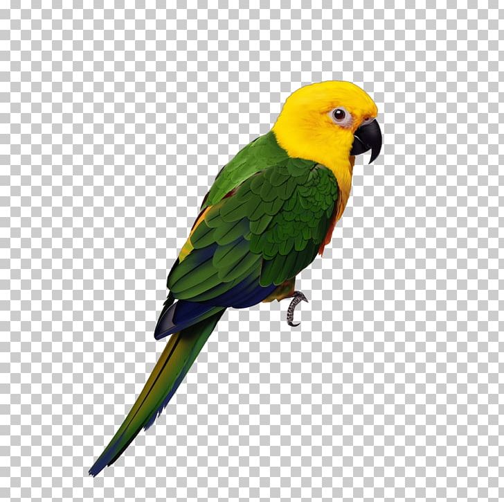 Parrot Lovebird Cockatiel Budgerigar PNG, Clipart, Animals, Beak, Bird, Birdcage, Birdie Free PNG Download