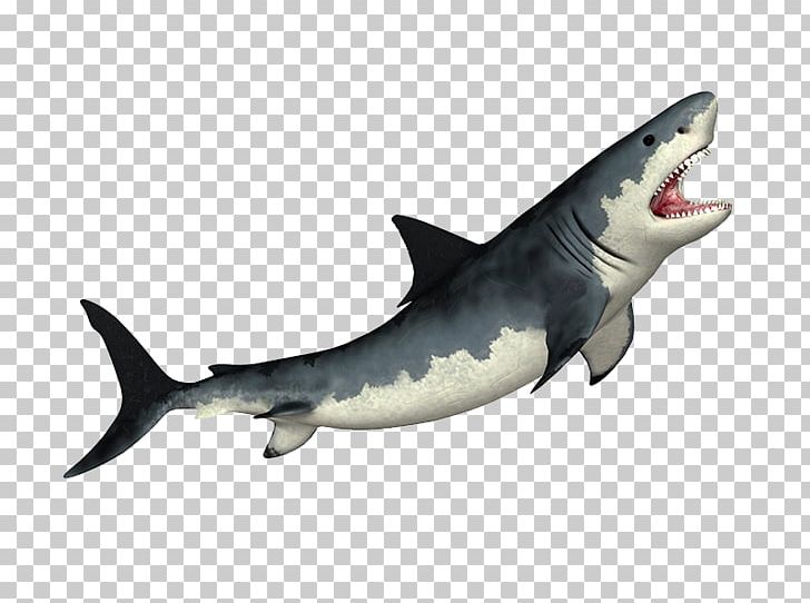Tiger Shark Megalodon Shark Fin Soup Great White Shark PNG, Clipart, Animals, Cartilaginous Fish, Fauna, Ferocious, Fin Free PNG Download