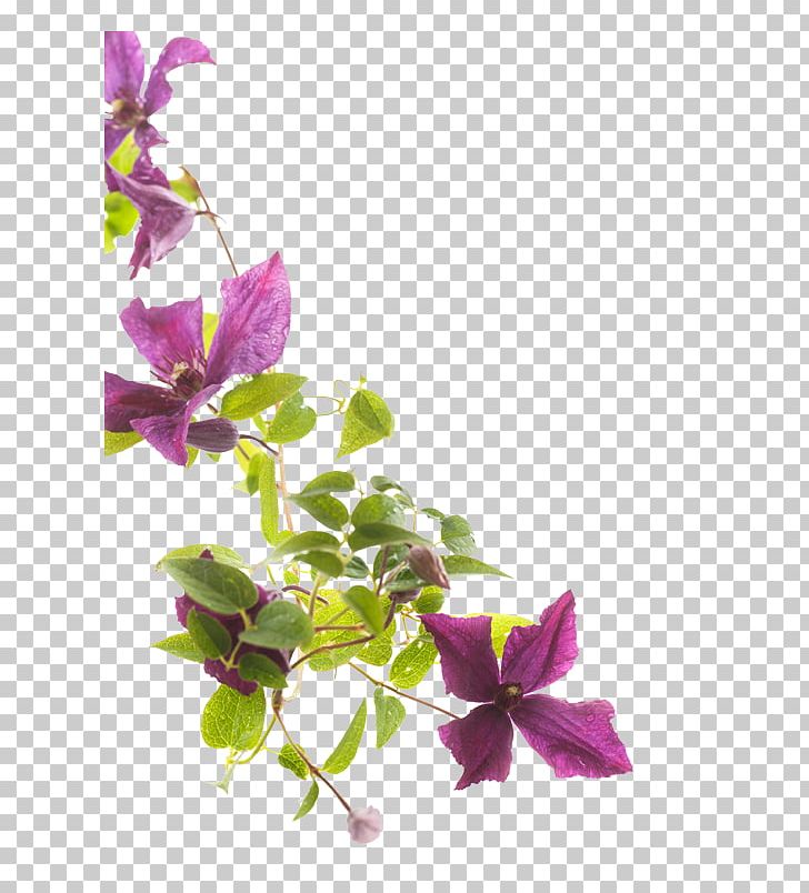 Flower Stock Photography Clematis Viticella PNG, Clipart, Bougainvillea, Branch, Clematis Viticella, Flora, Floral Design Free PNG Download