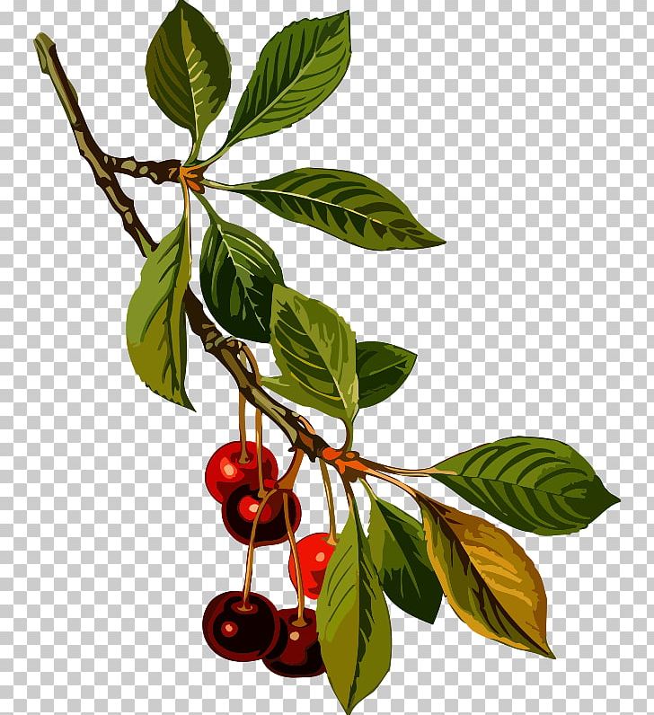 Köhler's Medicinal Plants Sour Cherry Cherries Cherry Pie Sweet Cherry PNG, Clipart, Berries, Berry, Botany, Branch, Cerasus Free PNG Download