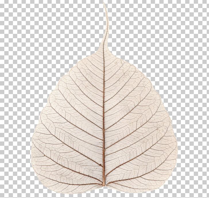 Leaf Pillow PNG, Clipart, Leaf, Pillow, Plant Free PNG Download