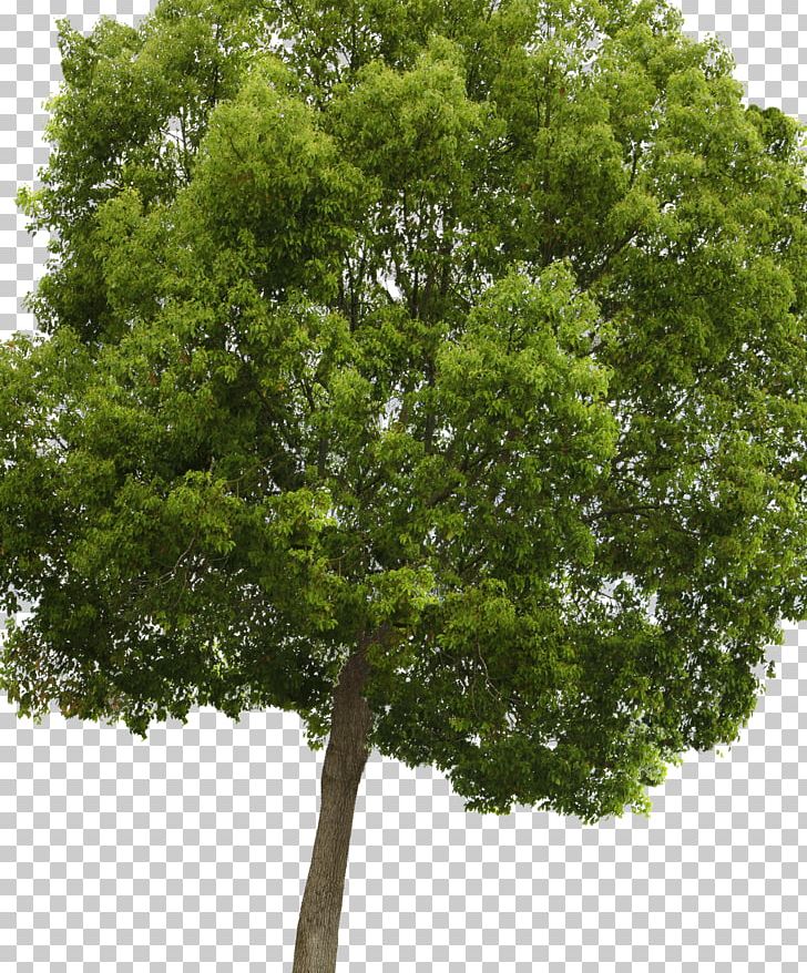 Populus Nigra Acer Campestre Tree PNG, Clipart, Acer Campestre, Branch, Cottonwood, Evergreen, Maple Free PNG Download