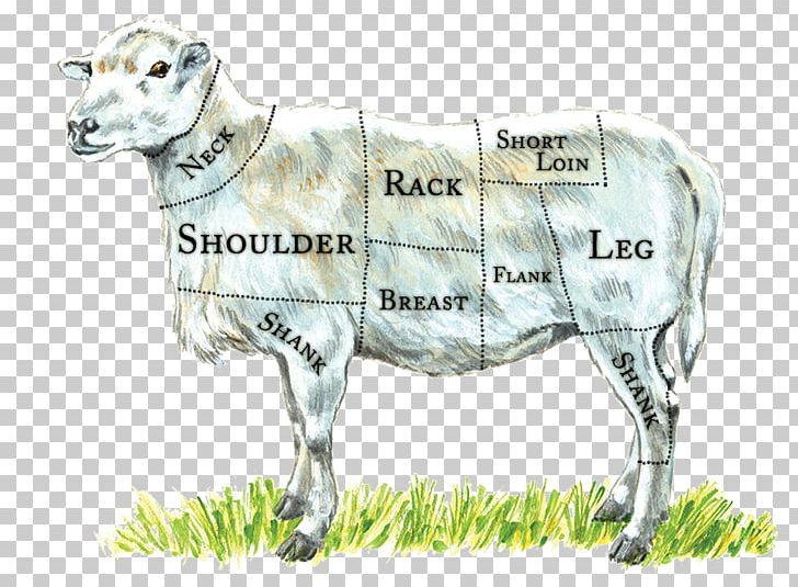 Sheep Dairy Cattle Lamb And Mutton Butcher Wiring Diagram PNG, Clipart, Beef, Boucherie, Bull, Butcher, Calf Free PNG Download