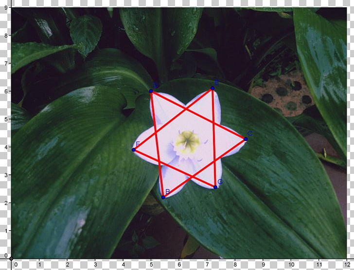 Snow Photography PNG, Clipart, Art, Flora, Flor Circulo, Flower, Geometric Shape Free PNG Download