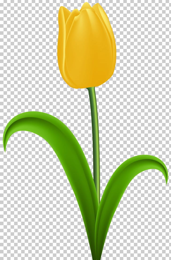 Tulip Yellow Flower PNG, Clipart, Blog, Clip Art, Cut Flowers, Flower, Flower Bouquet Free PNG Download