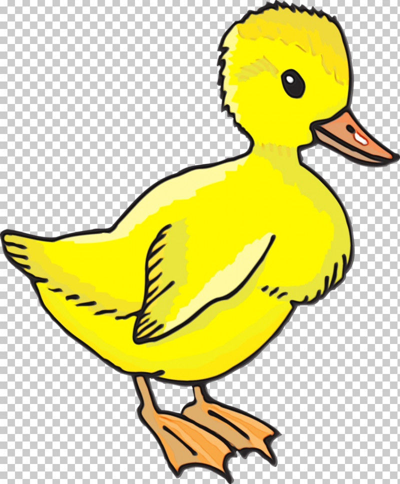 Duck Water Bird Birds Beak Yellow PNG, Clipart, Beak, Biology, Birds, Duck, Livestock Free PNG Download