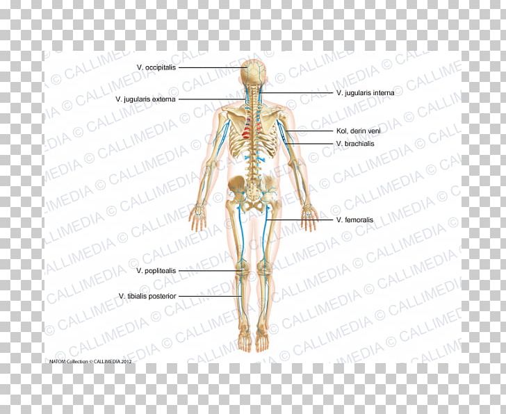 Homo Sapiens Artery Shoulder Anatomy Human Body PNG, Clipart, Anatomy, Arm, Artery, Body, Circulatory System Free PNG Download