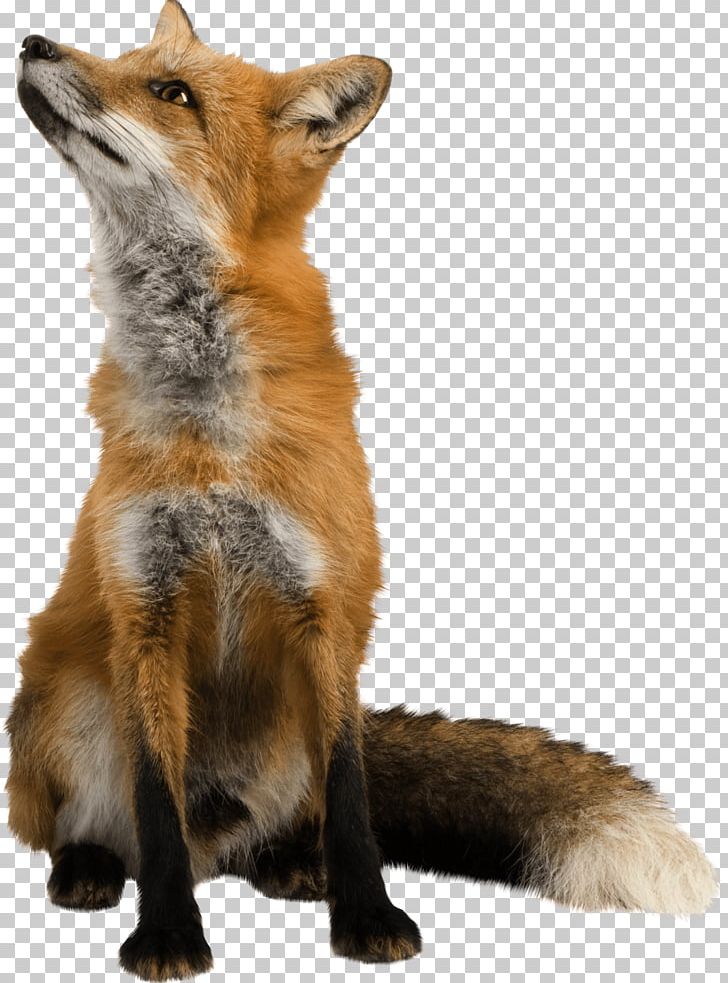 Red Fox PNG, Clipart, Animal, Animal Chart, Animals, Biology, Canidae Free PNG Download