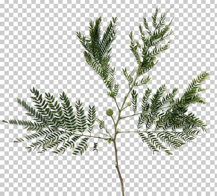Spruce Fir Pine Herb Tree PNG, Clipart, Branch, Conifer, Conifers, Cypress Family, Evergreen Free PNG Download