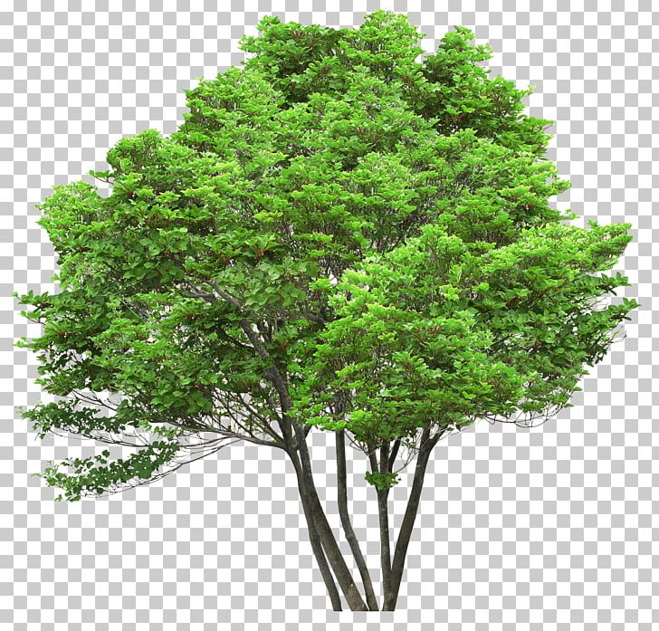 Tree Oak Pine Arecaceae Stock Photography PNG, Clipart, Arecaceae, Branch, Bushes, Evergreen, Grass Free PNG Download