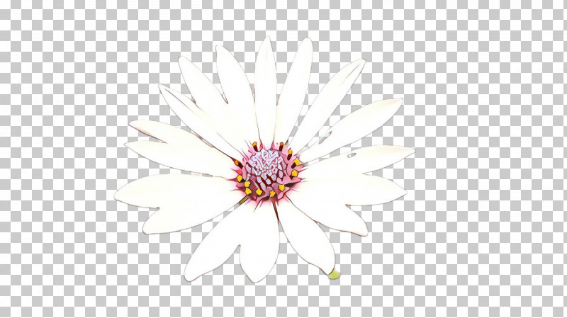 White Flower Pink Plant Petal PNG, Clipart, Aster, Closeup, Daisy Family, Flower, Gerbera Free PNG Download