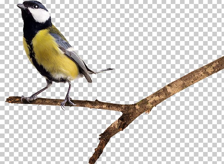 Bird European Robin Nest Box Great Tit Cuculiformes PNG, Clipart, Animals, Beak, Bird, Bird Baths, Branch Free PNG Download