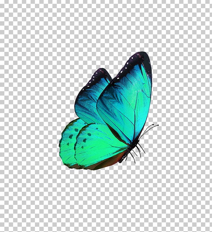 Butterfly Transparency And Translucency Phengaris Alcon PNG, Clipart, Blue, Butterflies, Butterfly Group, Butterfly Wings, Color Free PNG Download