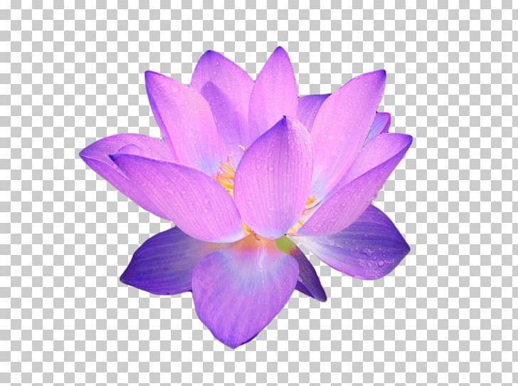 Flower PNG, Clipart, Color, Crocus, Desktop Wallpaper, Flower, Flowering Plant Free PNG Download