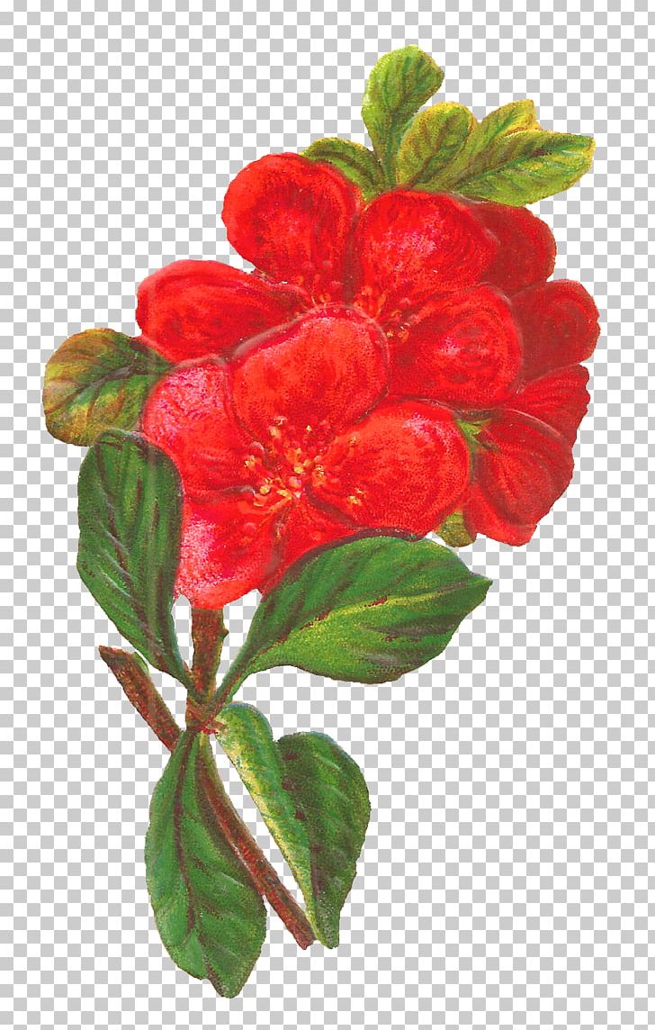 Flower Red Floral Design PNG, Clipart, Amaranth Family, Antique, Art, Botanical, Clip Art Free PNG Download