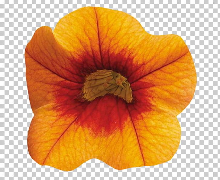 Petal Orange Flower PNG, Clipart, Cicek, Cicekler, Cicek Resimleri, Directory, Flower Free PNG Download