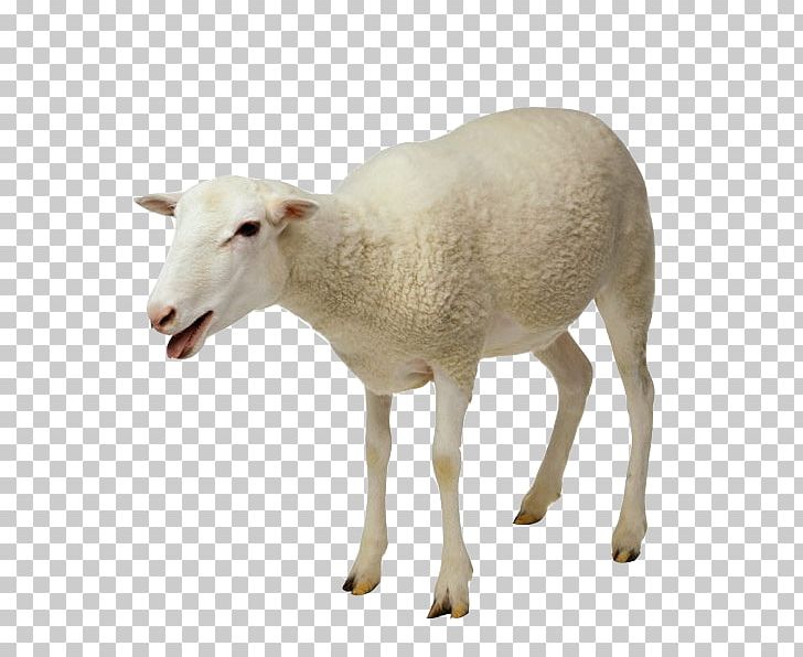 Sheep Goat Milking Taurine Cattle PNG, Clipart, Animals, Automatic Milking, Cattle, Com, Cow Goat Family Free PNG Download
