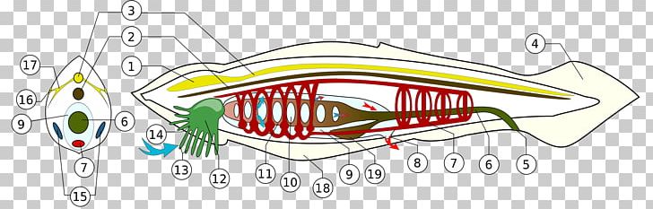 Vertebrate Lancelet Branchiostoma Lanceolatum Cephalochordata Notochord PNG, Clipart, Anatomy, Angle, Ascidians, Auto Part, Branchiostoma Free PNG Download