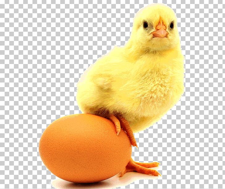 Chicken Or The Egg Chicken Or The Egg Incubator Eggshell PNG, Clipart, Animals, Beak, Bird, Business, Chicken Free PNG Download