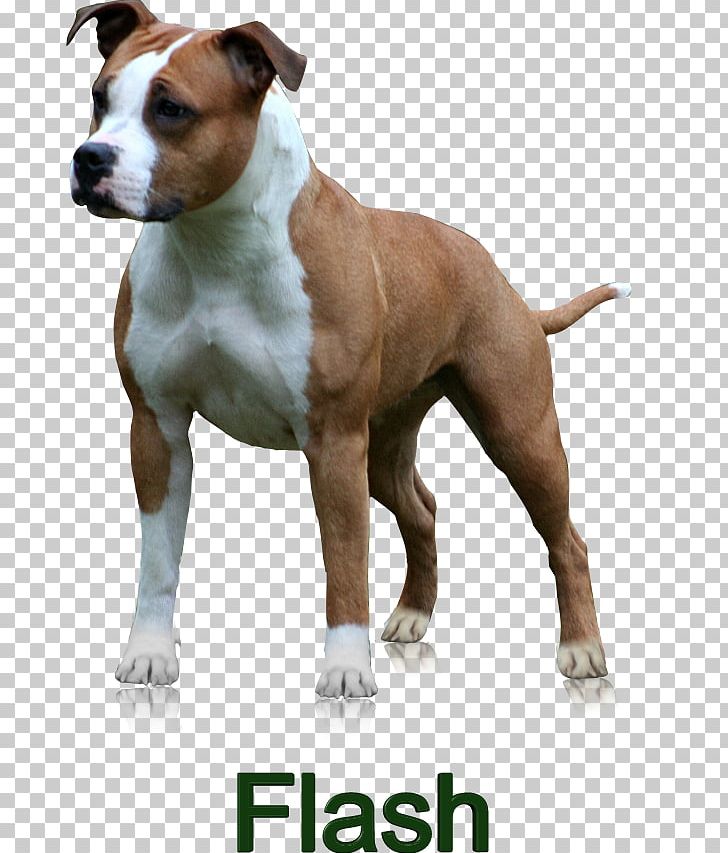 Dog Breed American Staffordshire Terrier Bull And Terrier American Pit Bull Terrier PNG, Clipart, American Pit Bull Terrier, American Staffordshire Terrier, Breed, Bull And Terrier, Carnivoran Free PNG Download
