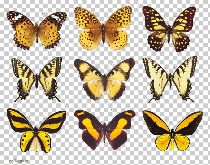 Monarch Butterfly Pieridae Moth Flight PNG, Clipart, Artikel, Brush Footed Butterfly, Building, Butterflies And Moths, Butterfly Free PNG Download
