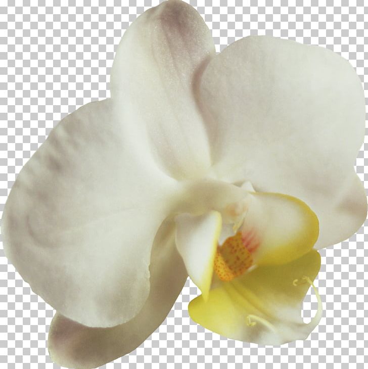 Moth Orchids Flower Petal PNG, Clipart, Bud, Clip Art, Cut Flowers, Flower, Flowering Plant Free PNG Download