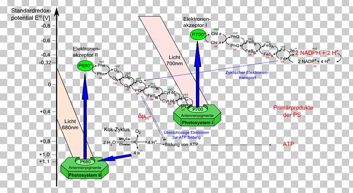 Light-dependent Reactions Photosynthesis Photosystem II PNG, Clipart, Absorption, Area, Biology, Calvin Cycle, Chlorophyll Free PNG Download