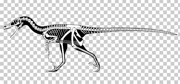 Velociraptor Utahraptor Deinonychus Tyrannosaurus Dromaeosaurus PNG, Clipart, Anatomy, Animal Figure, Balaur, Black And White, Deinonychus Free PNG Download