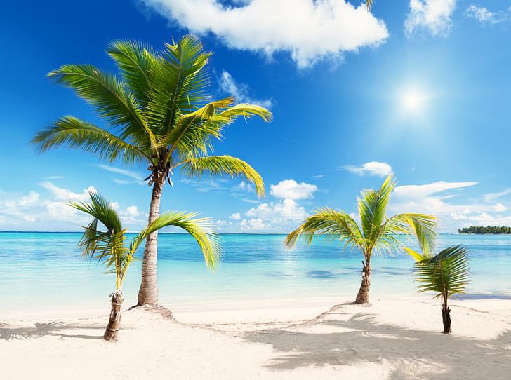 Beach PNG, Clipart, Animal, Arecales, Caribbean, Coast, Coastal And Oceanic Landforms Free PNG Download