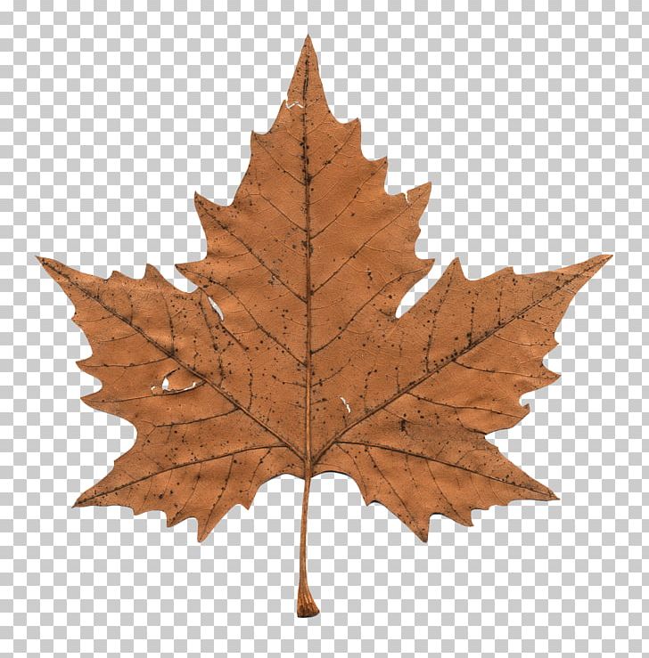 Faded Maple Leaf PNG, Clipart, Maple Leaves, Nature Free PNG Download