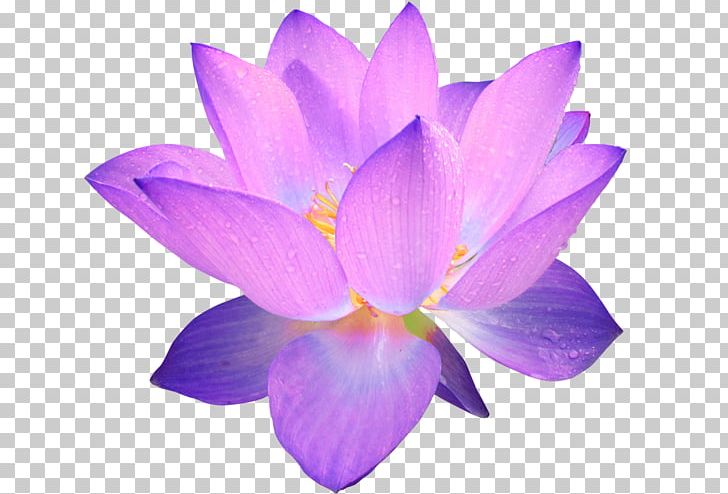 Flower Nelumbo Nucifera Purple PNG, Clipart, Blue, Cattleya, Color, Crocus, Flower Free PNG Download