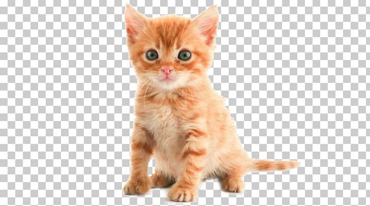 Kitten American Shorthair Toyger Bombay Cat Persian Cat PNG, Clipart, Animal, Animals, Bengal Cat, Calico Cat, Carnivoran Free PNG Download
