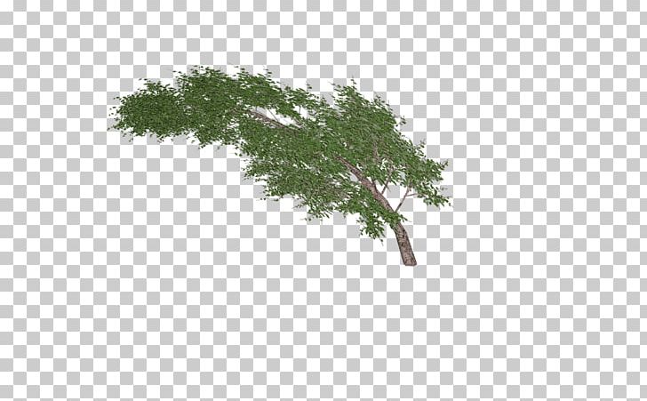 Sticker Tree PNG, Clipart, Branch, Download, Food, Glass, Grass Free PNG Download