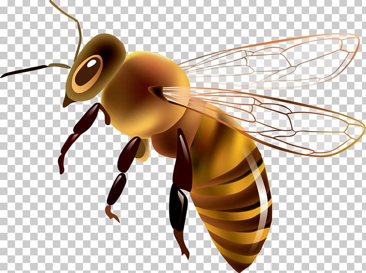 Western Honey Bee Euclidean Drawing PNG, Clipart, Arthropod, Bee, Beehive, Digital Image, Drawing Free PNG Download