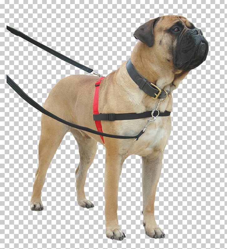 Dog Collar Dog Harness Leash Halter PNG, Clipart, Animals, Bullmastiff, Carnivoran, Cat, Coa Free PNG Download