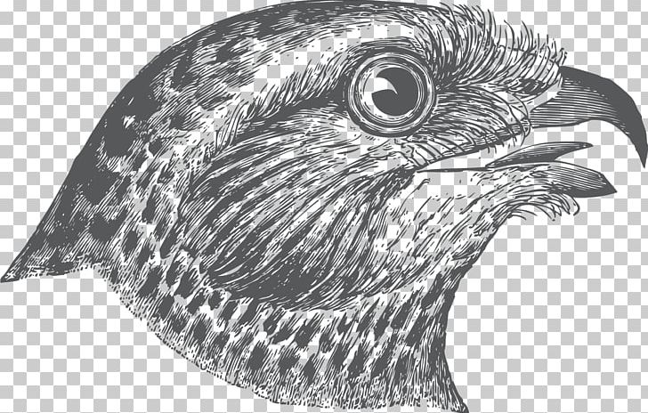 Swan Goose Biological Specimen PNG, Clipart, Animals, Beak, Bird, Bird Goose, Bird Of Prey Free PNG Download