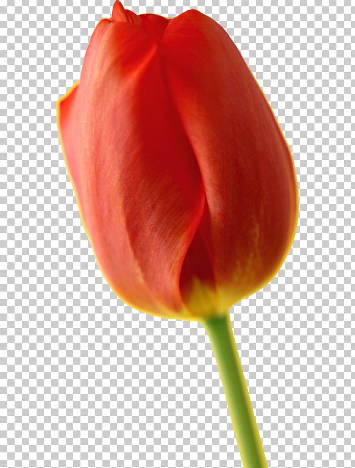 Tulip Pentax K-x Flower PNG, Clipart, Color, Flower, Flowering , Flowers, Orange Free PNG Download