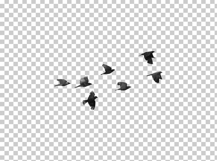 Bird Desktop PNG, Clipart, Animals, Bird, Bird Flight, Black, Black And White Free PNG Download