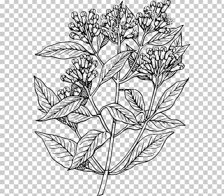 Clove Plant Drawing Tree PNG, Clipart, Allspice, Anise, Black And White, Branch, Bud Free PNG Download
