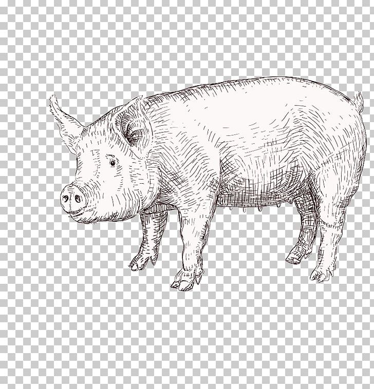 Domestic Pig Drawing Graphics Illustration PNG, Clipart, Animals, Black And White, Cattle Like Mammal, Domestic Pig, Drawing Free PNG Download