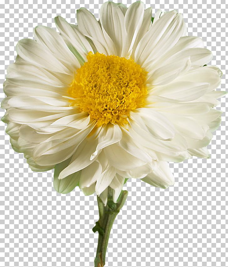 Flower Desktop White Petal UXGA PNG, Clipart, 720p, 1080p, Annual Plant, Aster, Camomile Free PNG Download