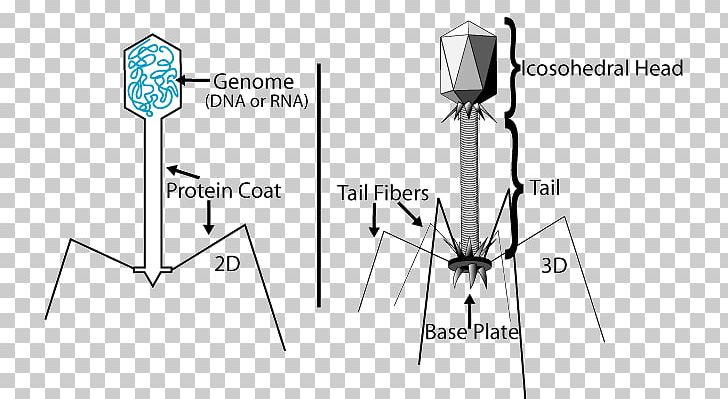 Virus Bacteriophage Prokaryote Lambda Phage Bacteria PNG, Clipart, Angle, Bacteria, Bacteriophage, Bacteriophage Ms2, Biology Free PNG Download