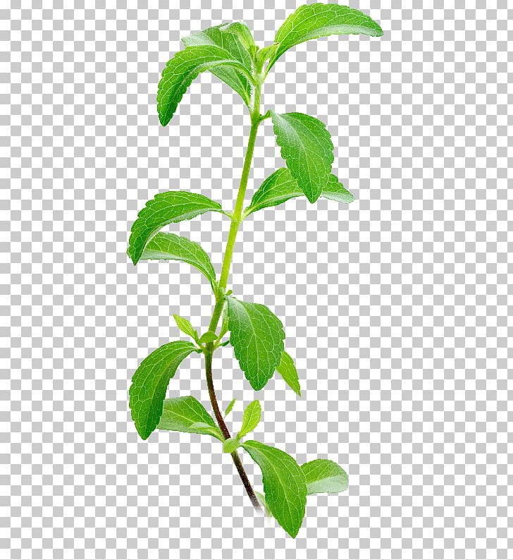 Candyleaf Stevia Plants Sugar Substitute Stevioside PNG, Clipart, Bitterness, Calorie, Extract, Glycerol, Herb Free PNG Download