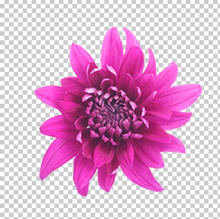 Dahlia Cut Flowers Cornflower Pink Flowers PNG, Clipart, Annual Plant, Chrysanths, Color, Cornflower, Cut Flowers Free PNG Download