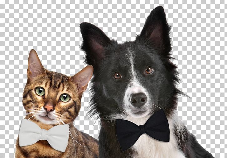 Dog–cat Relationship Pet Sitting Exotic Shorthair Kitten PNG, Clipart, Animals, Border Collie, Cat, Cats Dogs, Companion Dog Free PNG Download